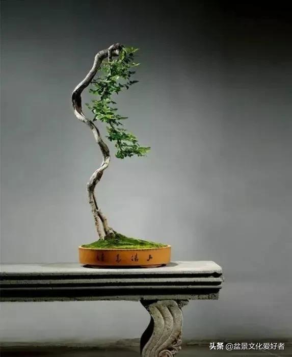 The Most Beautiful Literati Bonsai Incredible Inews