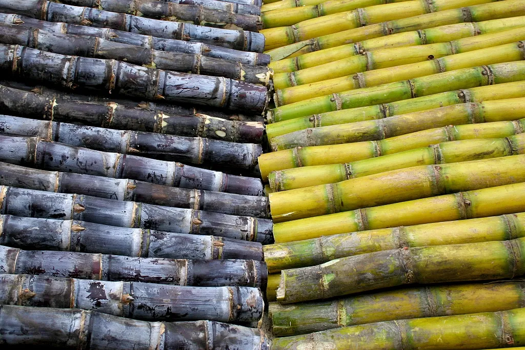 Sweet Poison"!Be wary of this sugarcane, it can be fatal after eating it  seriously → - iNEWS