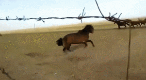 笑死人的动态图片：年纪轻轻就想玩死自己，佩服