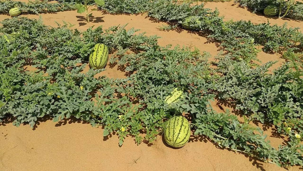A big watermelon grows in the desert. Don't eat it even if it's dehydrated. It may kill you. iNEWS